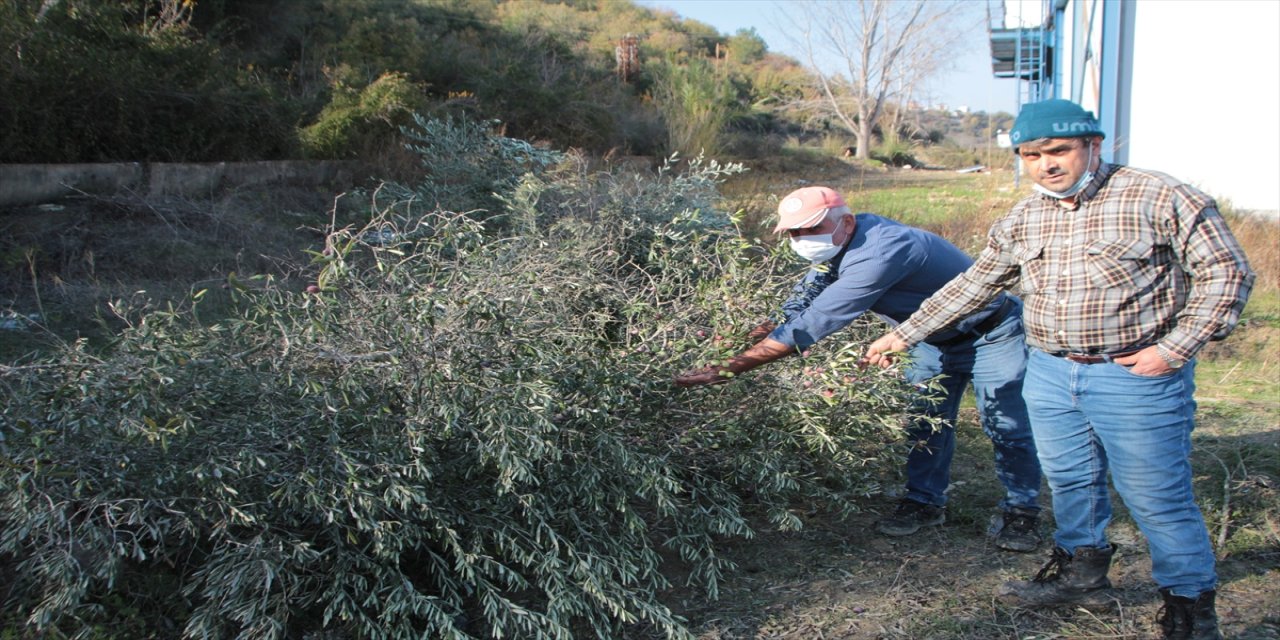 Bahçelerindeki bazı meyve ağaçları kesilince suç duyurusunda bulundular