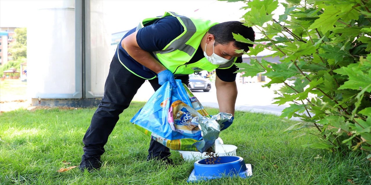 Sakarya, Düzce, Zonguldak ve Karabük'te yiyecek bulmakta zorlanan sokak hayvanları unutulmadı