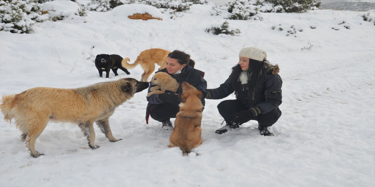 Kütahya'da hayvanseverler karda yiyecek bulmakta güçlük çeken sokak köpeklerini besledi