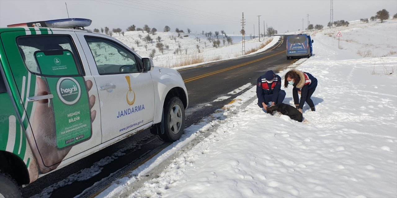 Çevre, Doğa ve Hayvanları Koruma Timi yaralı köpeği barınağa teslim etti