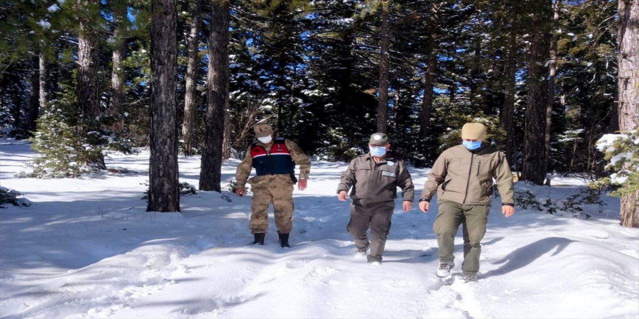 Kahramanmaraş'ta koruma altındaki geyikler için doğaya yem bırakıldı