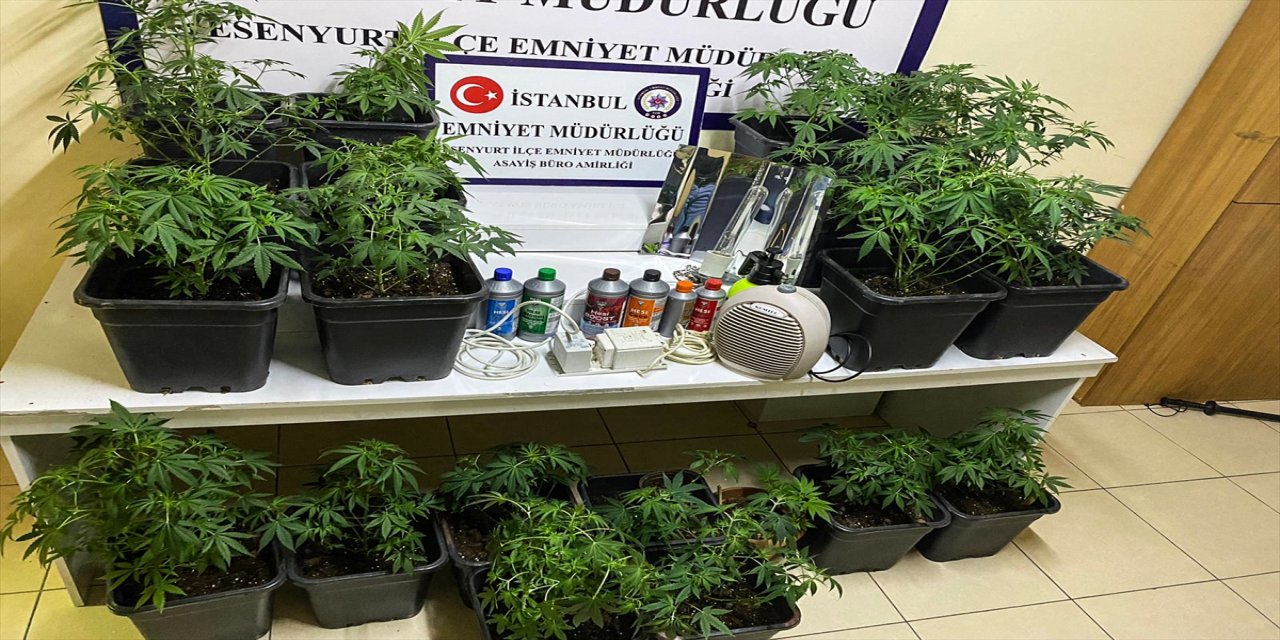 Büyükçekmece'de, emlakçı ofisinde Hint keneviri yetiştiren şüpheli tutuklandı