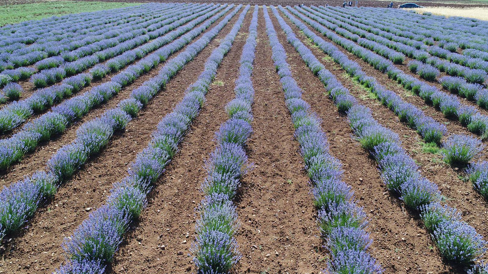 25.000 hektar sulanamayan arazi tarımsal sulamaya kavuştu.