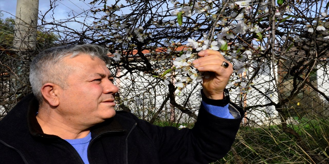 Aydın'da badem ağaçları yalancı bahara inandı