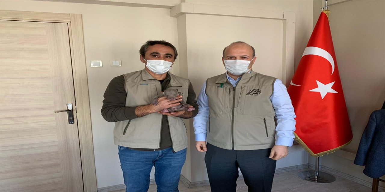 Sakarya'da ormanda donmak üzereyken bulunan yavru ayı tedaviye alındı