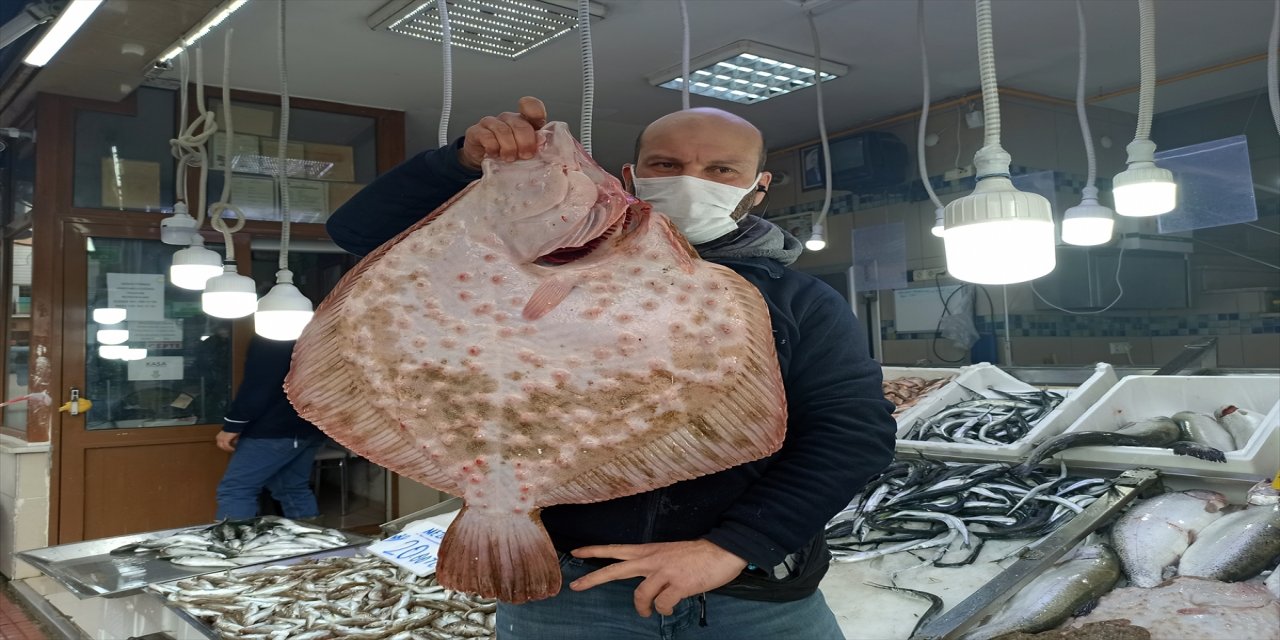 Sinop'ta ağa takılan dev kalkan balığı kilogramı 200 liradan satıldı