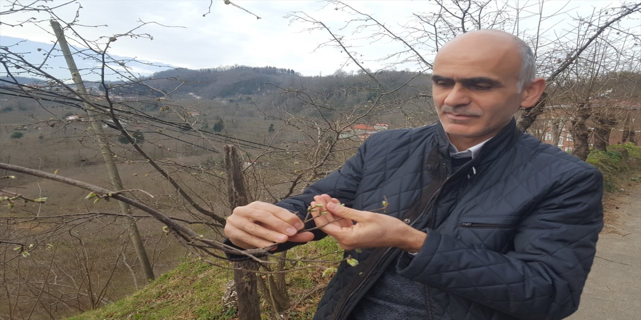 Giresun Ziraat Odasından fındık üreticilerine tarım sigortası çağrısı