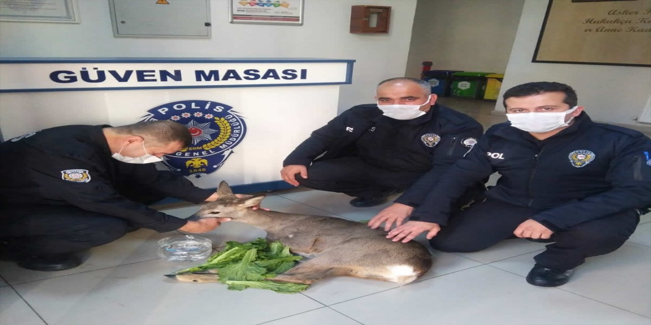 Samsun'da yaralı karaca yavrusuna polis sahip çıktı