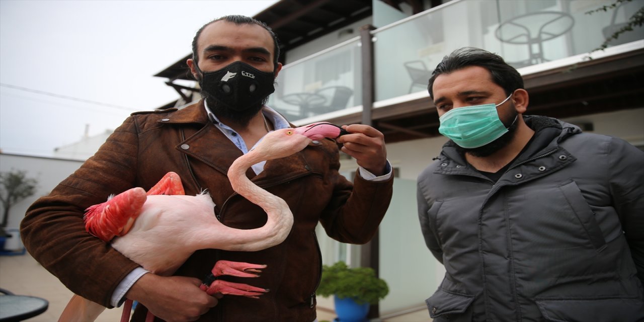 Bodrum'da otelin bahçesine düşen yaralı flamingoya işletmenin yetkilileri sahip çıktı