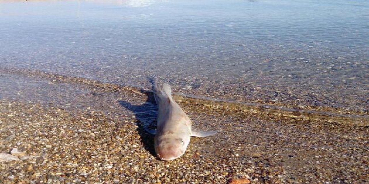 Bodrum'da ölü köpek balığı karaya vurdu