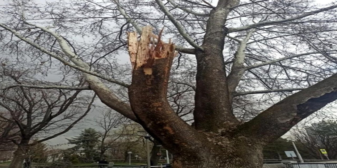 TBMM yerleşkesinde yıldırımın isabet ettiği ağacın hayatta kalması için OGM ekiplerinden müdahale