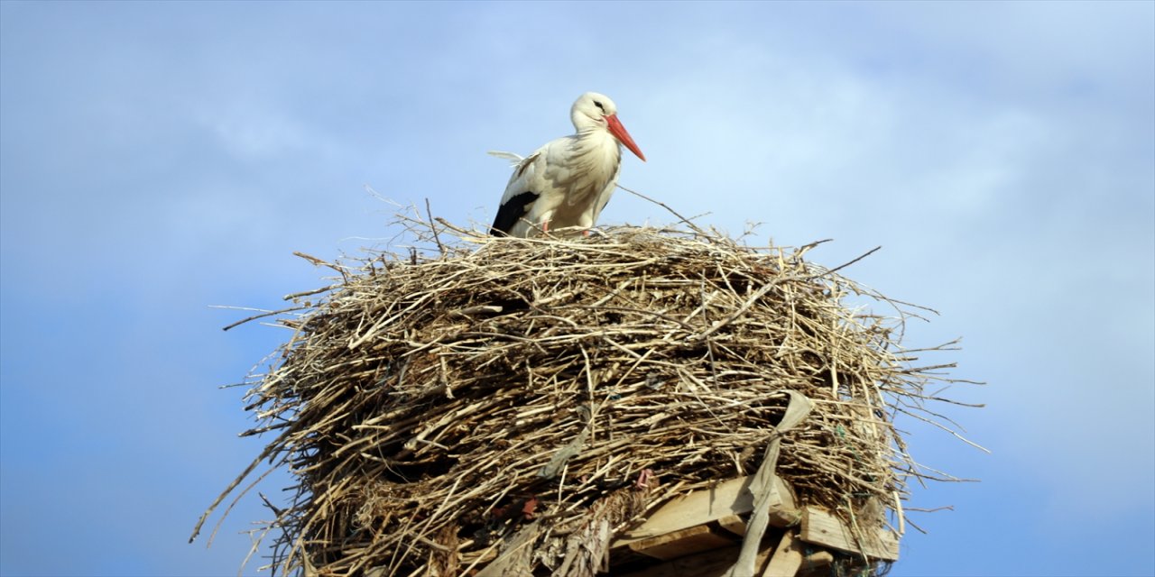 "Baharın müjdecisi" leylekler Ağrı'ya gelmeye başladı