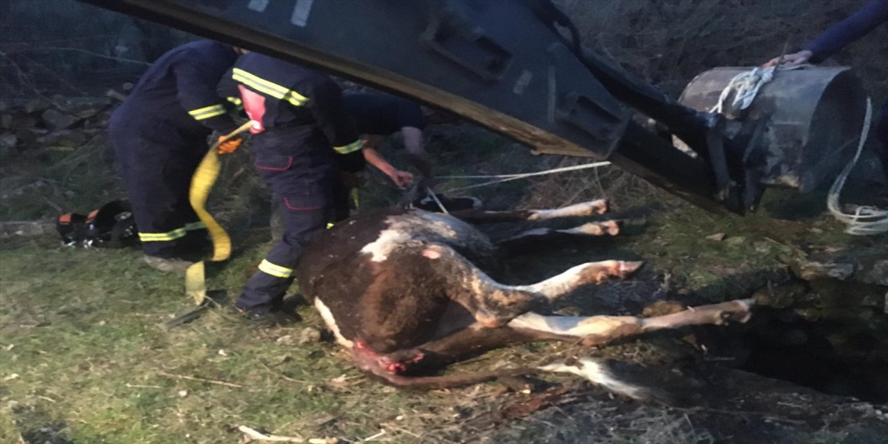 Burdur'da kuyuya düşen inek kurtarıldı