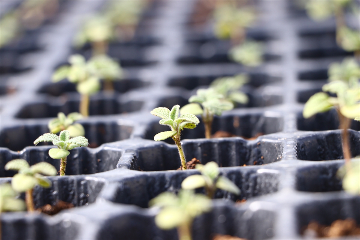 Tekirdağ'da çiftçilere gelirlerinin artırılması amacıyla 56 bin ada çayı fidesi dağıtıldı