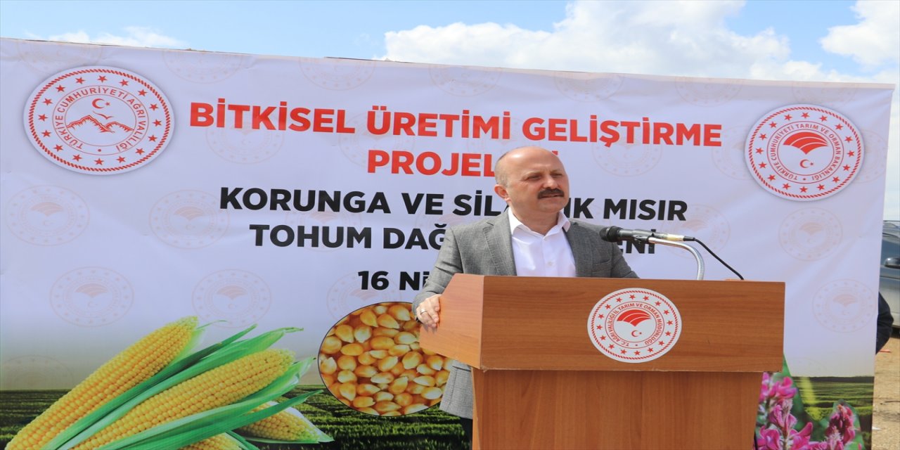 Ağrı'da silajlık mısır ve korunga tohumuyla tarımda verimliliğin artırılması hedefleniyor