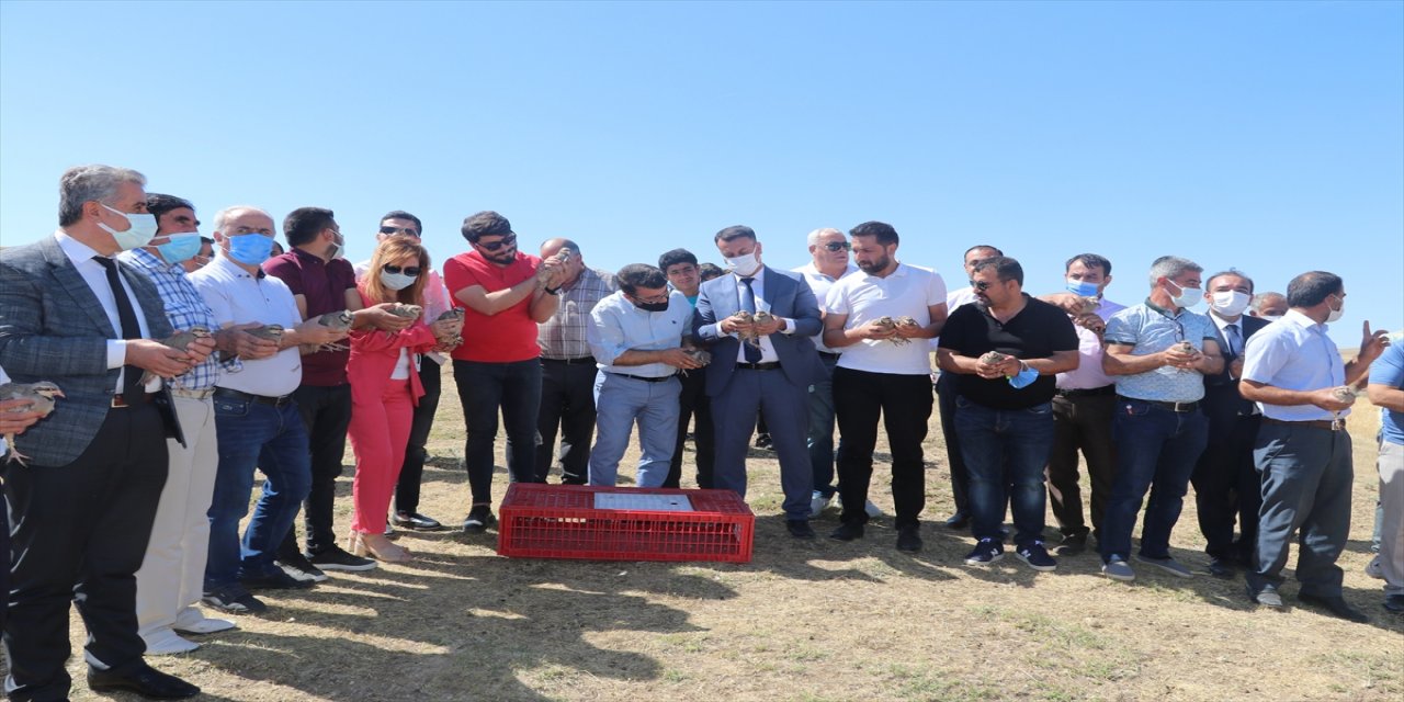 Batman'da süneyle mücadele için doğaya 400 keklik bırakıldı