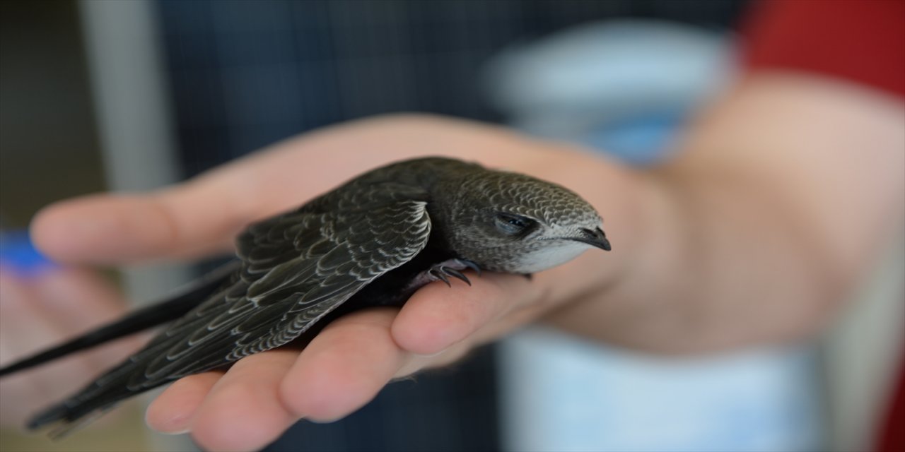 Kahramanmaraş'ta iş yerine giren ebabil korumaya alındı
