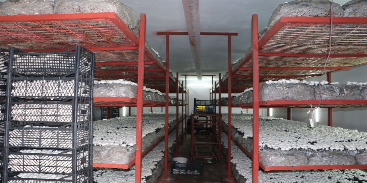 Samsun'da mantar üretimi bir ailenin gelir kaynağı oldu