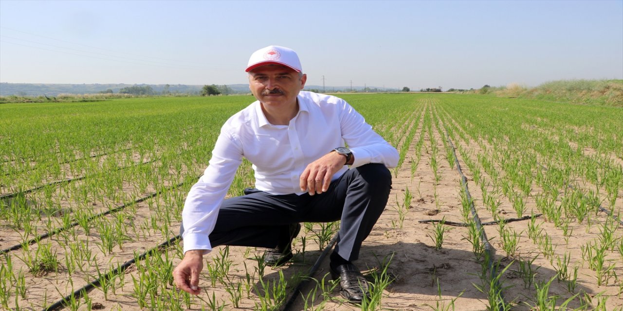 Damla sulama sistemiyle çeltik üretiminde yüzde 60 su tasarrufu sağlanması hedefleniyor