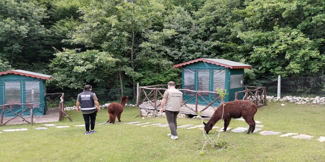 Silivri'de bir çiftliğe yapılan operasyonda yurda kaçak yollarla getirilen hayvanlar ele geçirildi