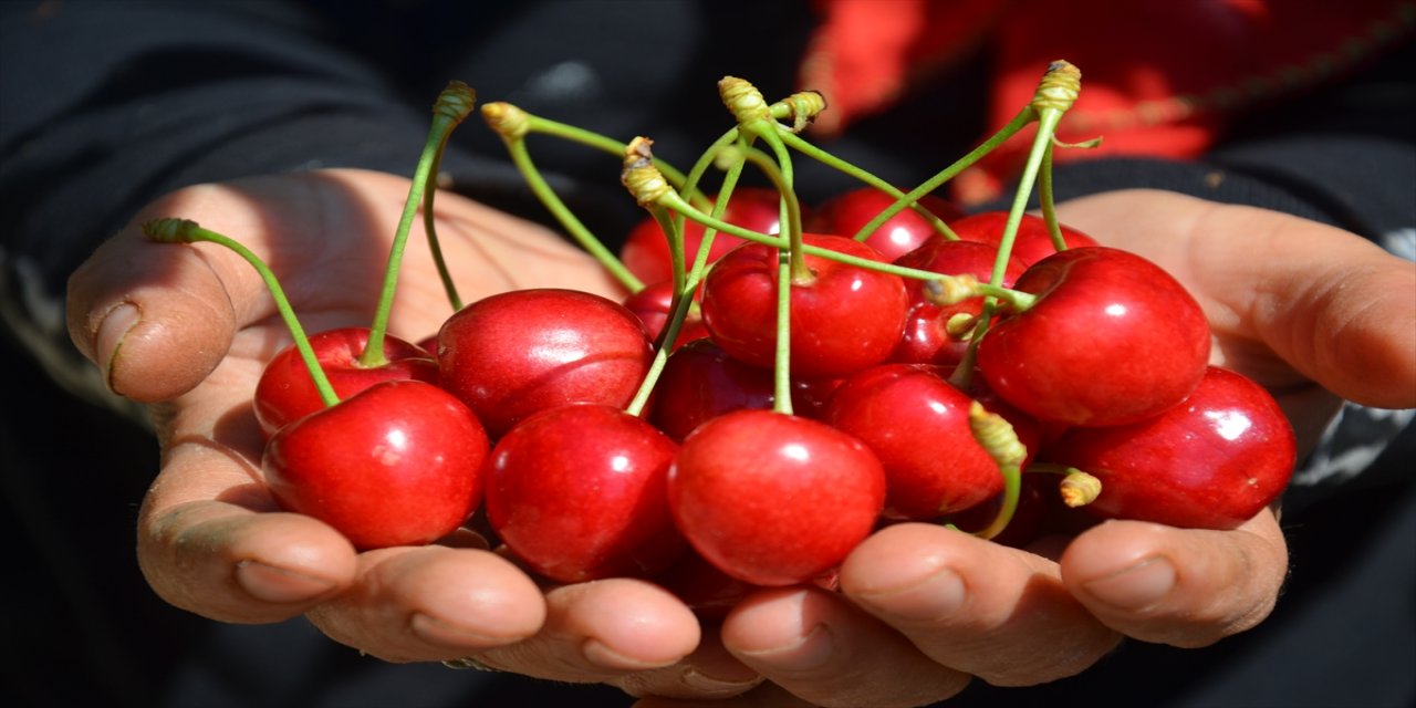 Manisa'da yüksek rakımda yetişen kiraz, ihraç fiyatıyla üreticinin yüzünü güldürdü