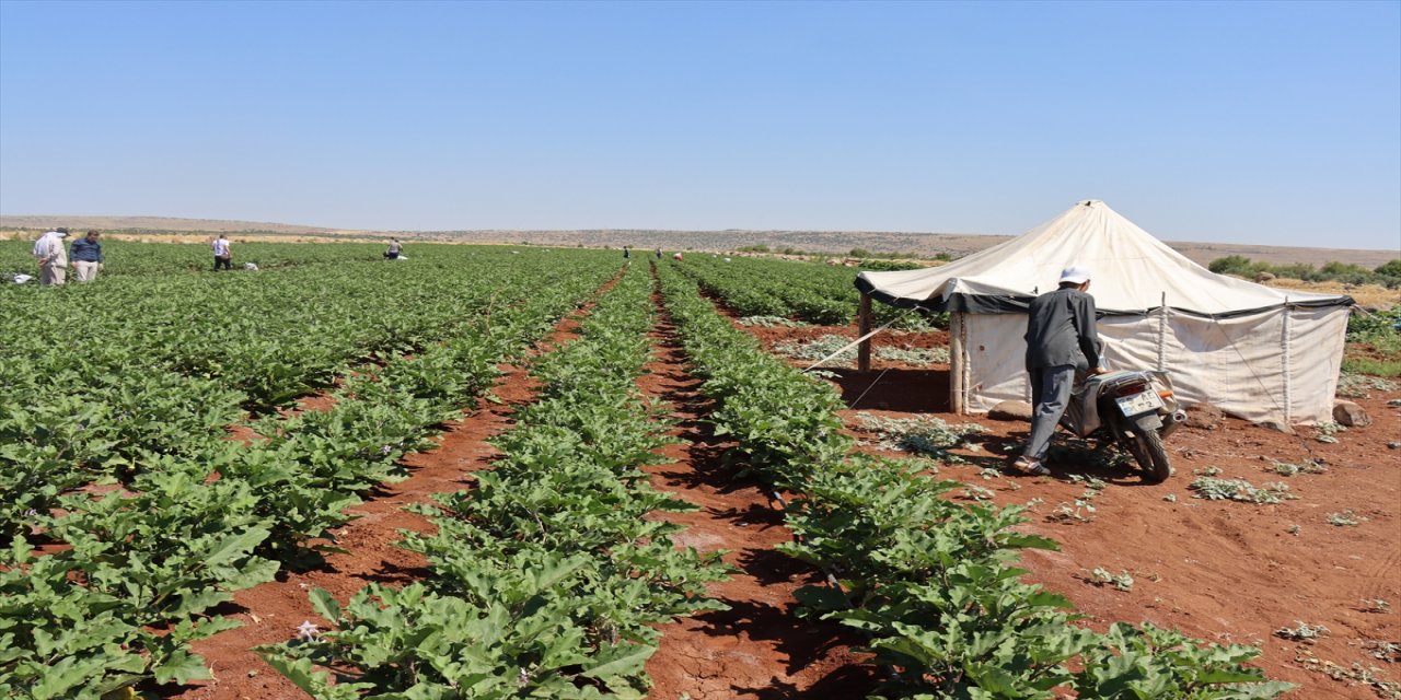 Kilis'te hasadına başlanan patlıcan, verimi ve fiyatıyla üreticisinin yüzünü güldürüyor
