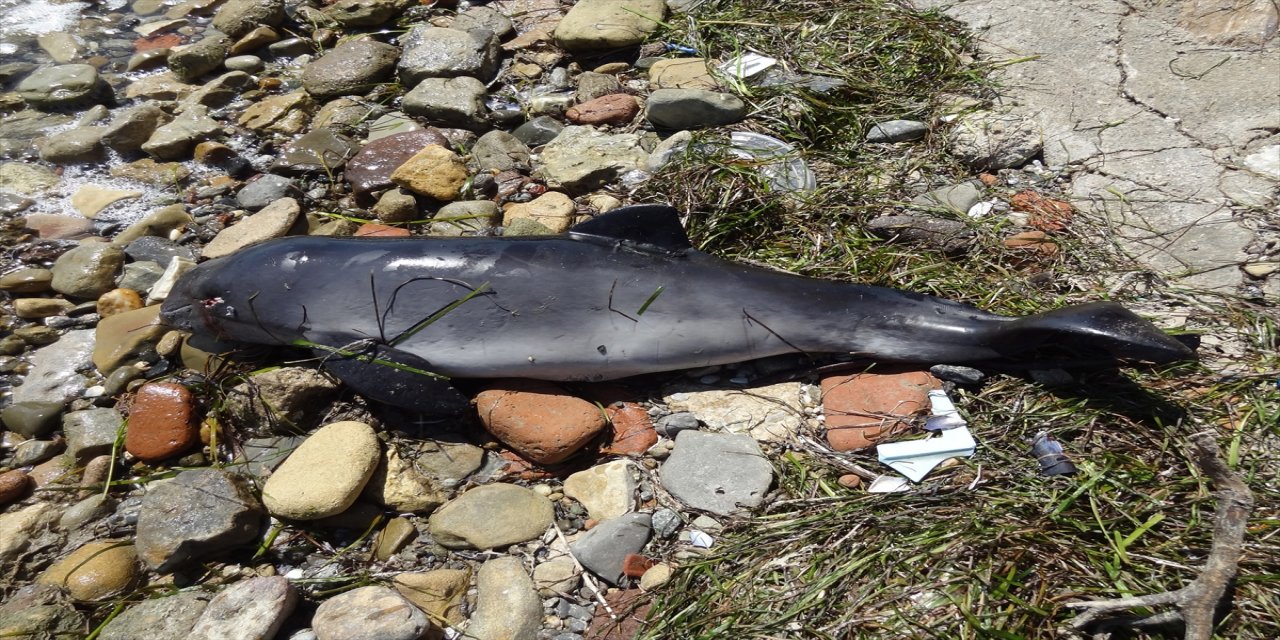 Çanakkale'de ölü yunus karaya vurdu