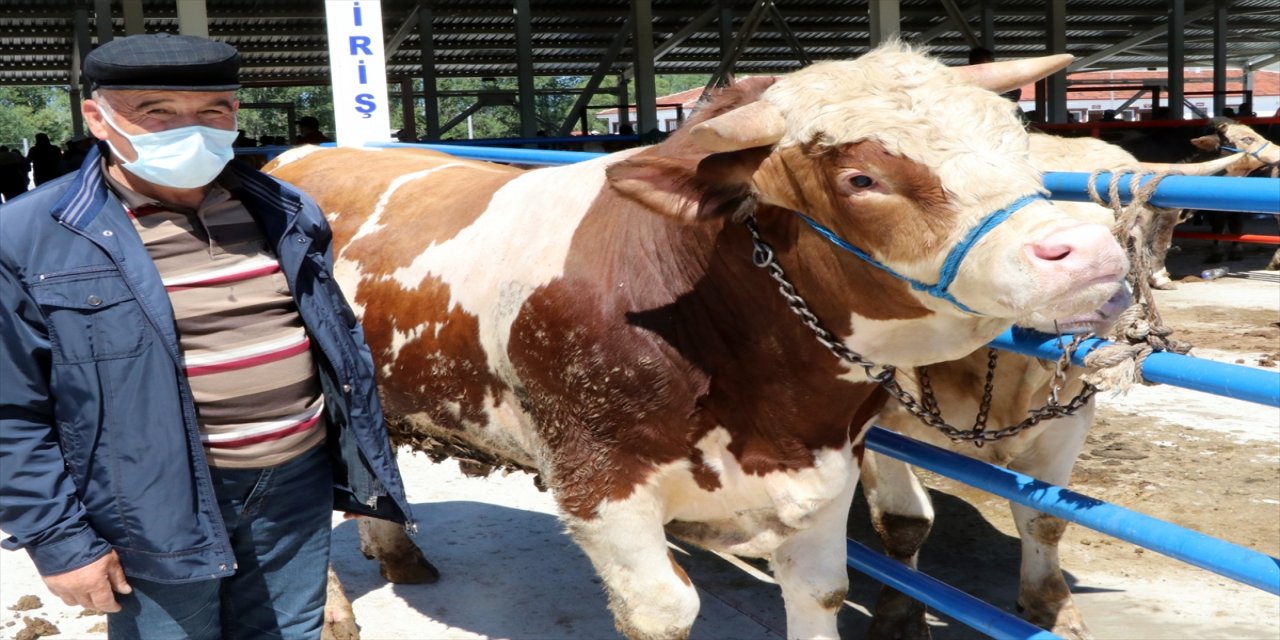 Çankırı'da 1 tonluk kurbanlık "Paşa" 26 bin liradan satışa sunuldu