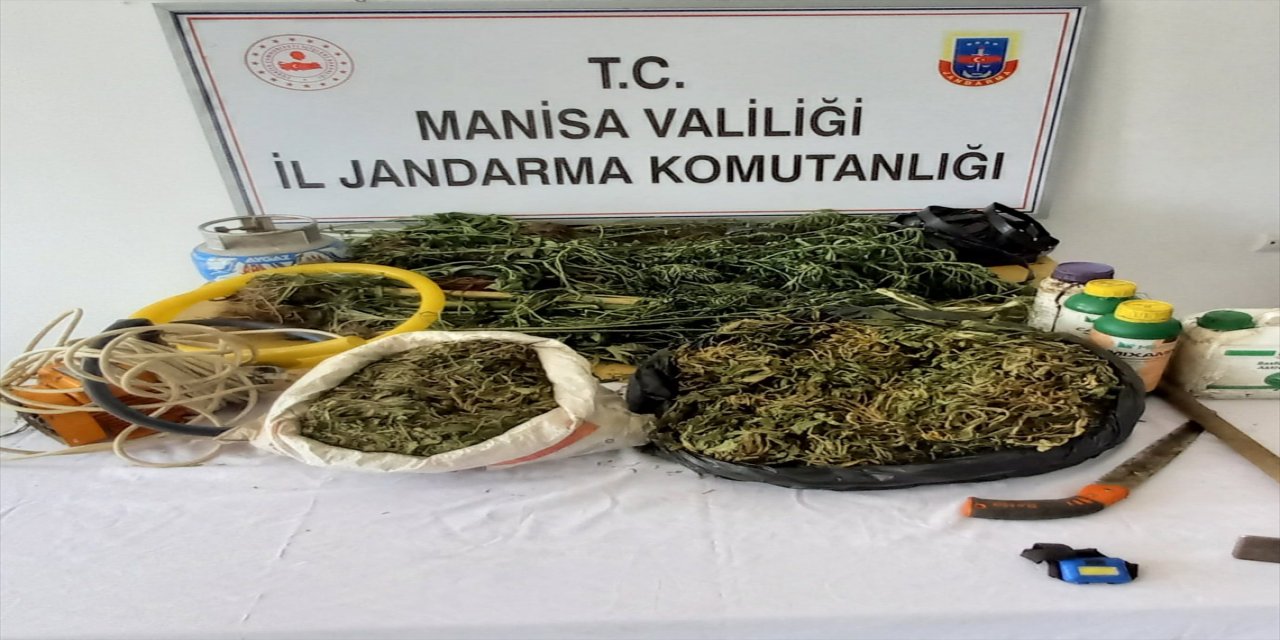 Manisa'da 10 bin 350 kök Hint keneviri ele geçirildi