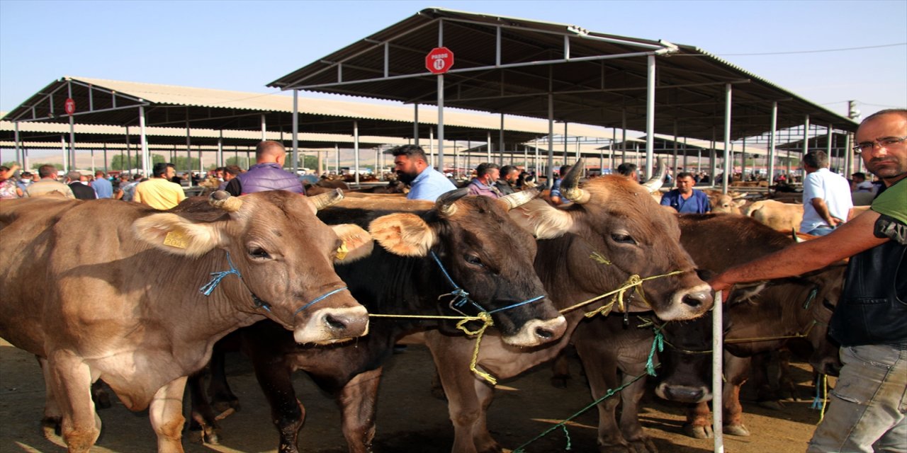 Türkiye’nin "en büyük" canlı hayvan pazarının bulunduğu Sarkışla'da Kurban Bayramı öncesi yoğunluk yaşanıyor