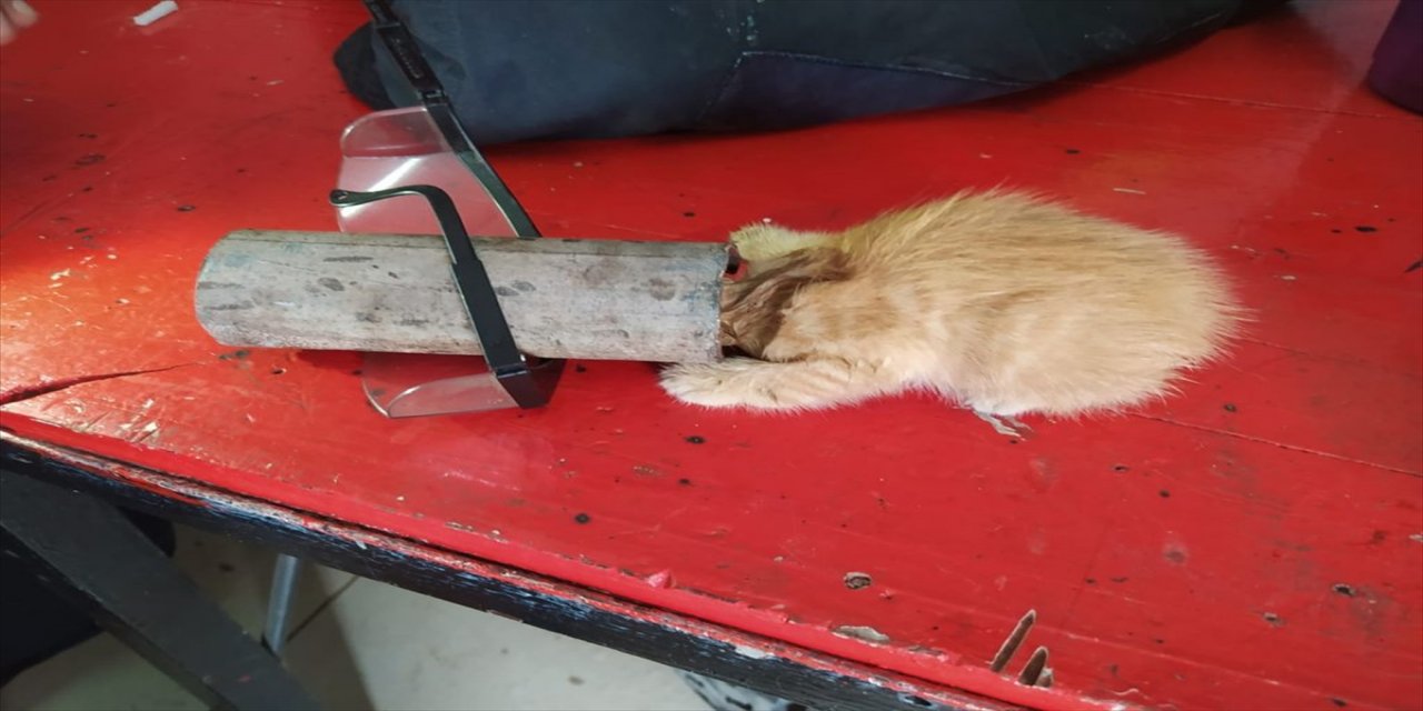 Ordu'da kafası demir boruya sıkışan yavru kedi kurtarıldı