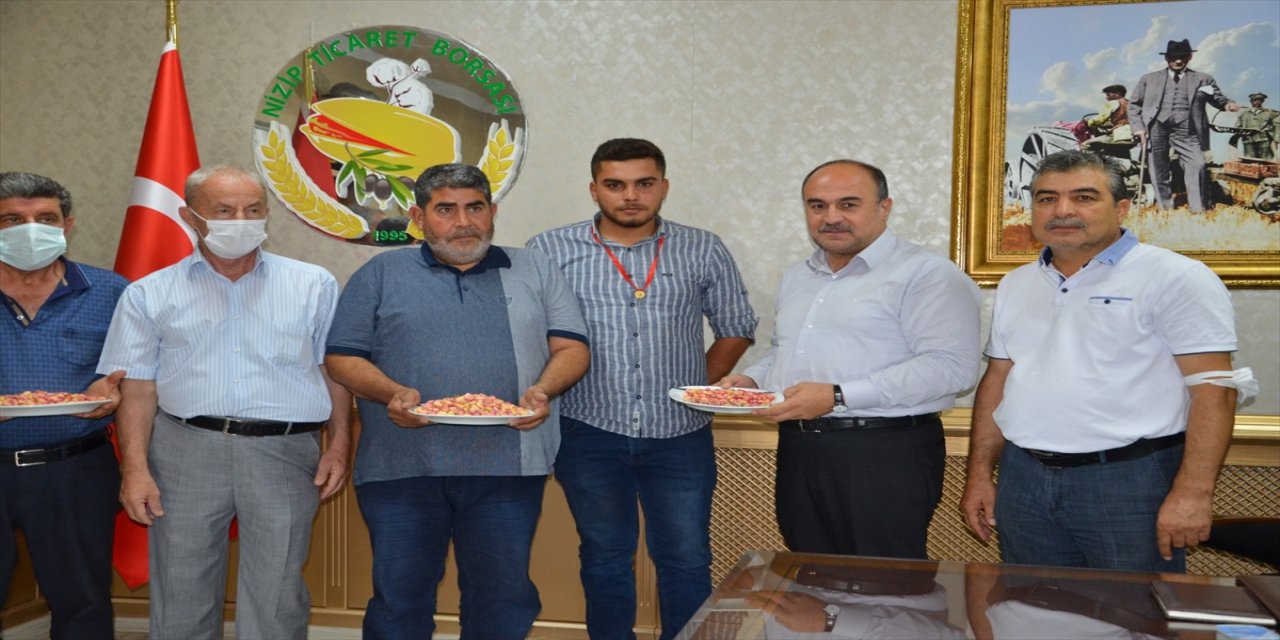 Yılın ilk kırmızı kabuklu Antep fıstığı yetiştiricisi ödüllendirildi