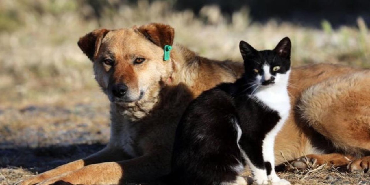 Gaziantep Hayvanat Bahçesini 2021'de Pandemiye rağmen 2 milyon 750 bin kişi ziyaret etti