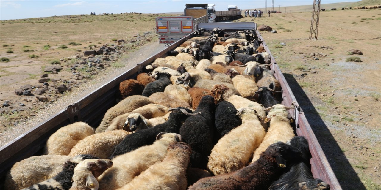 Bitlis ve Muş'tan 93 bin kurbanlık batı illerine sevk edilecek