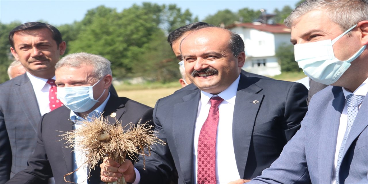 Tarım ve Orman Bakan Yardımcısı Metin, Taşköprü'de sarımsak hasadına katıldı: