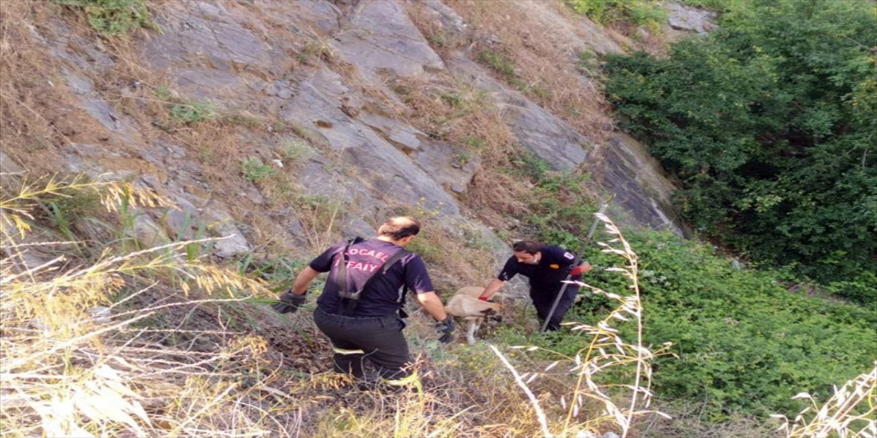 Kocaeli'de itfaiye ekipleri dikenlerin arasında mahsur kalan köpeği kurtardı