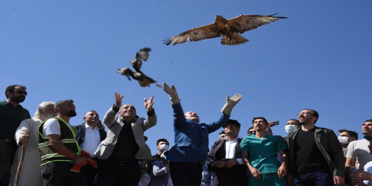 Şırnak'ta yaralı bulunan ve tedavisi tamamlanan 3 kızıl şahin doğaya bırakıldı