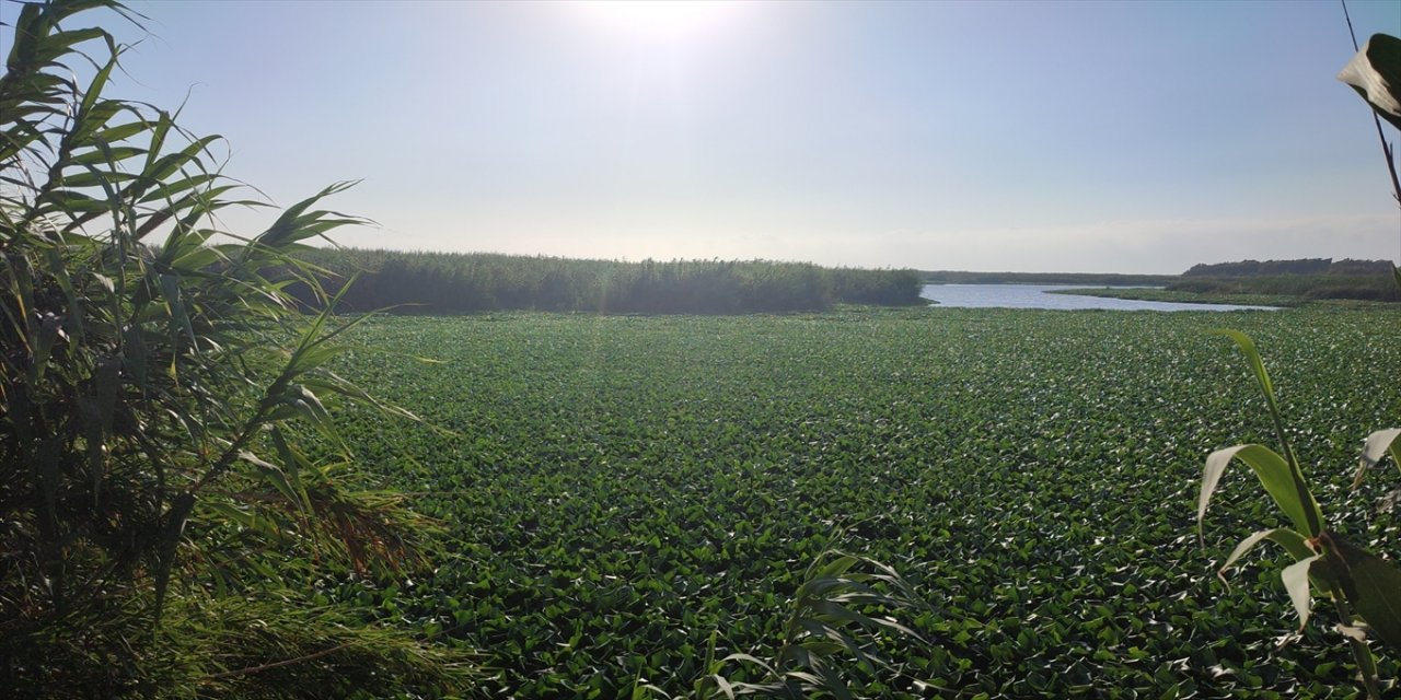 Hatay'da Asi Nehri'nin bir kısmını su sümbülleri kapladı