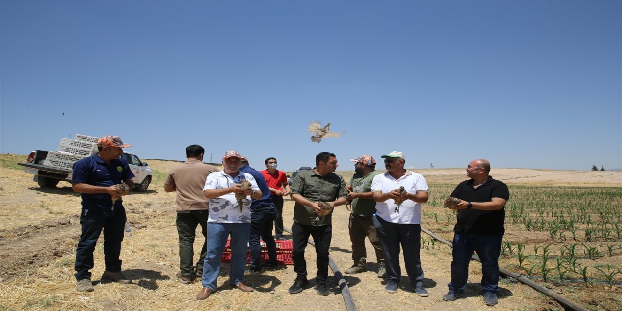 Mardin'de yaban hayatını geliştirmek için doğaya 600 sülün salındı