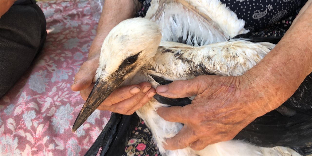 Aydın'da yaralı leylek yavrusu tedavi altına alındı