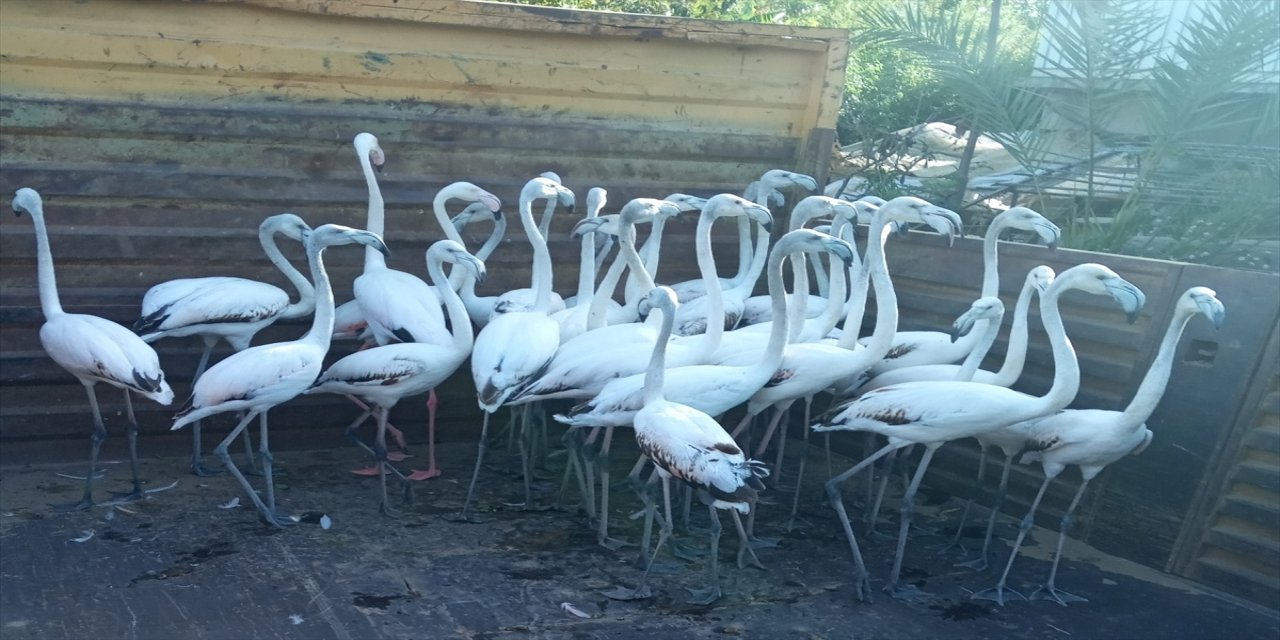 Antalya'da kanatları kesilmiş 32 yavru flamingoyla ilgili şüphelilere para cezası uygulandı