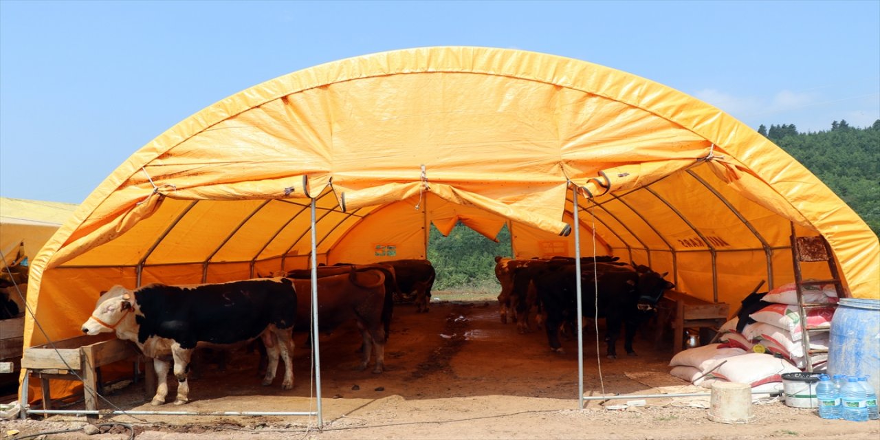 Sakarya ve Kocaeli'de hayvan pazarındaki kurbanlıklar alıcılarını bekliyor