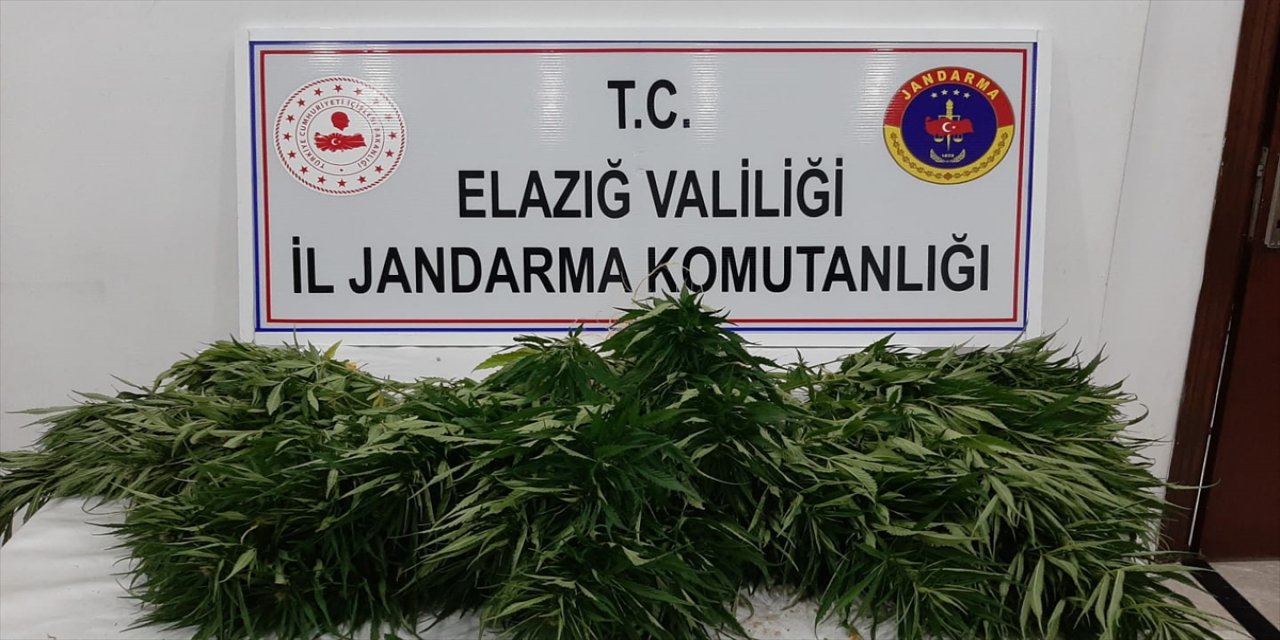 Elazığ'da 73 kök Hint keneviri ele geçirildi