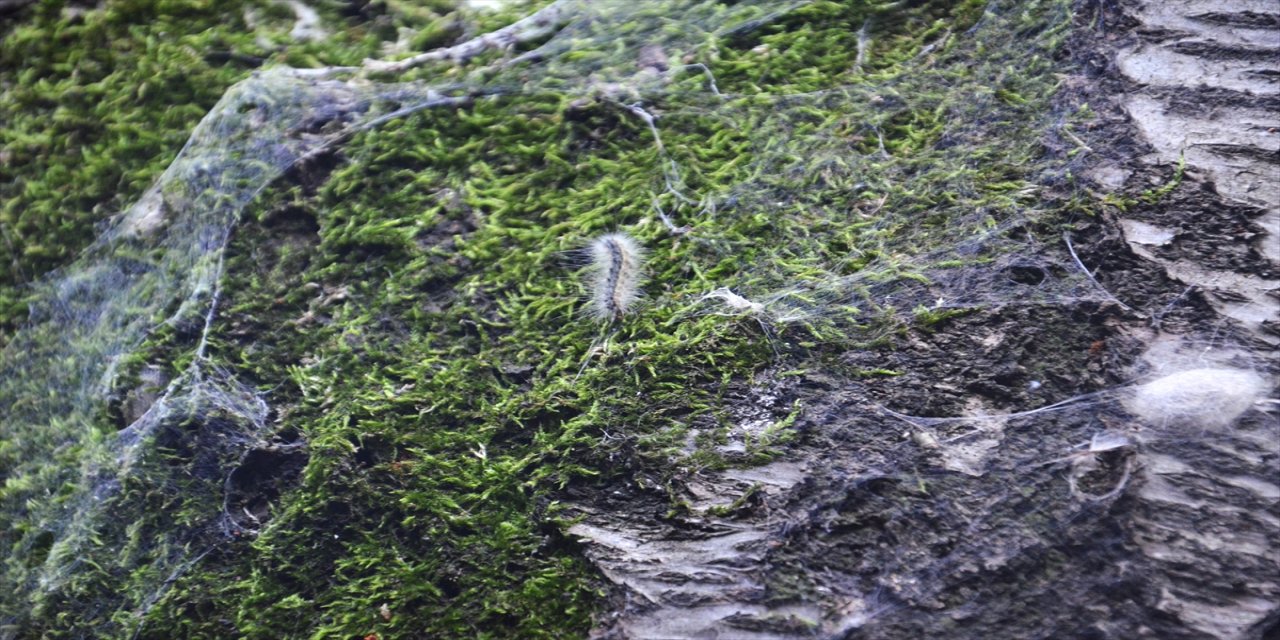 Beykoz'da bahçelerde görülen tırtıl istilası meyve ağaçlarına zarar veriyor