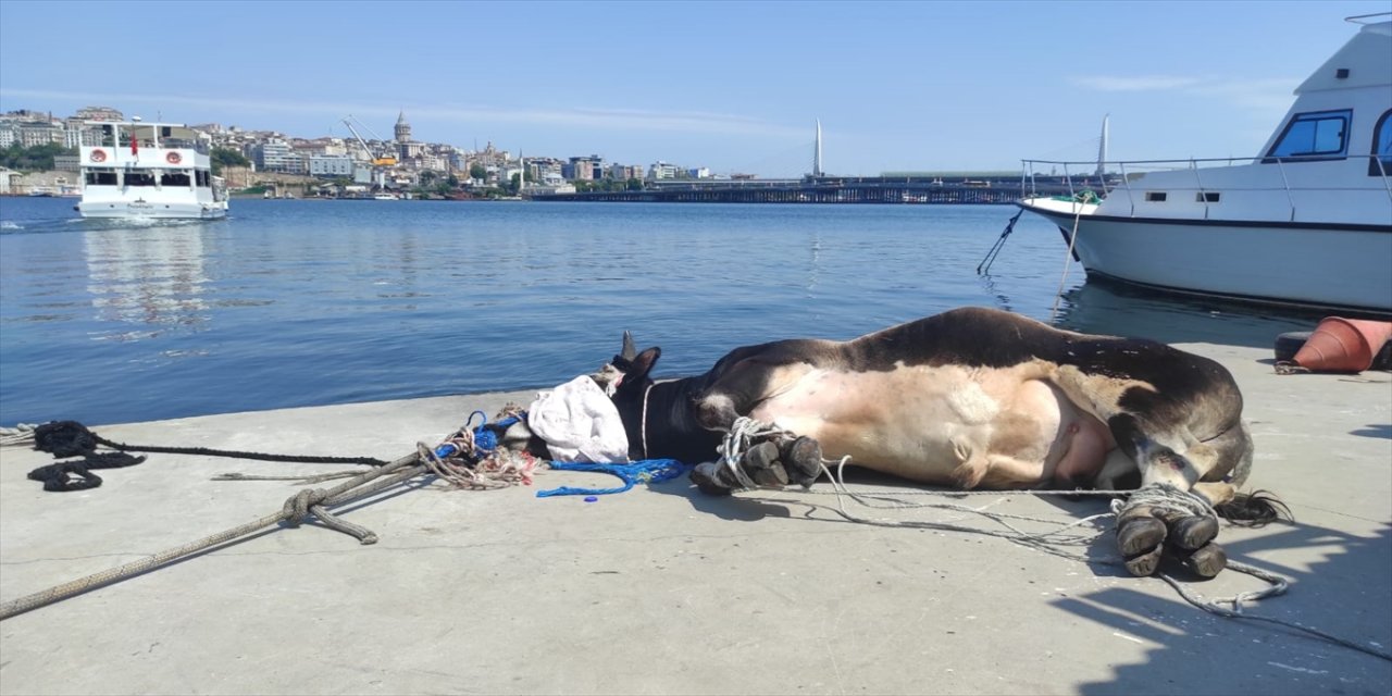 Haliç’te suya düşen büyükbaş kurbanlığı deniz polisi kurtardı