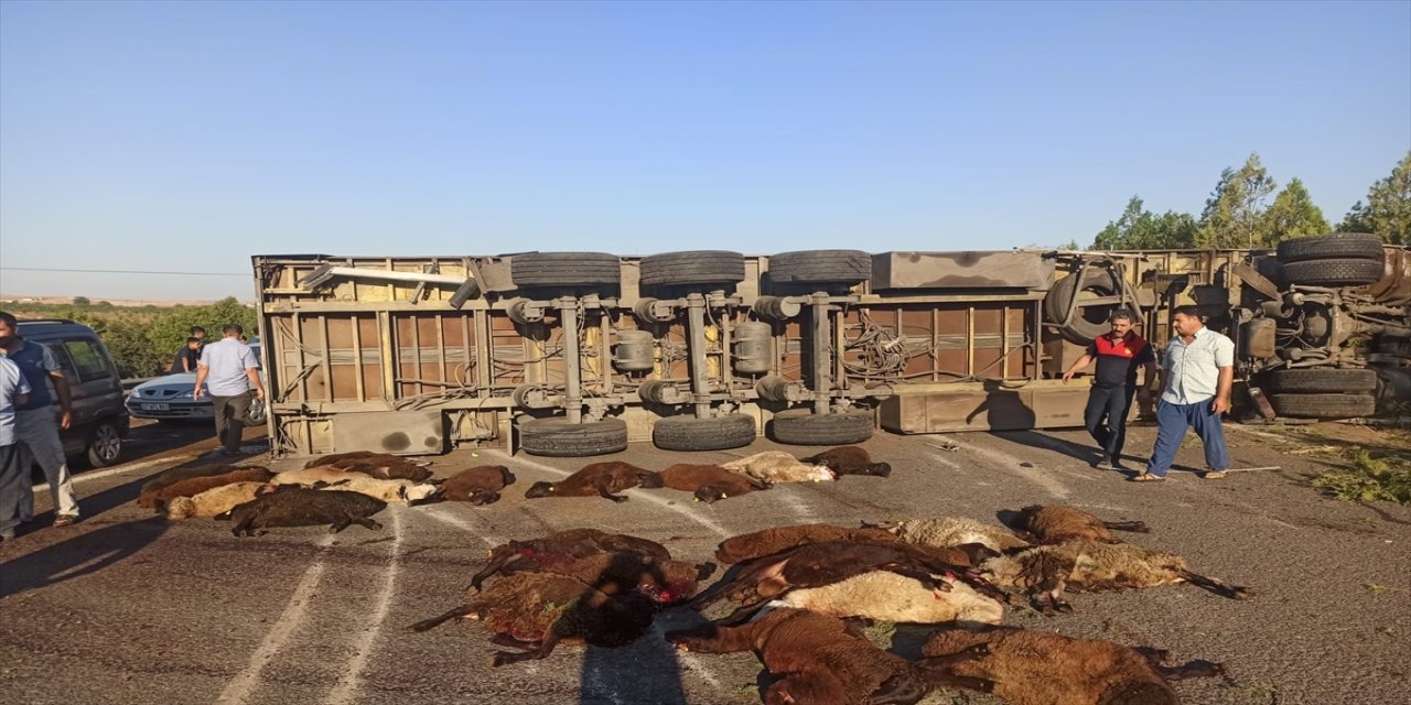 Şanlıurfa'da tırın devrilmesi sonucu 42 küçükbaş hayvan telef oldu