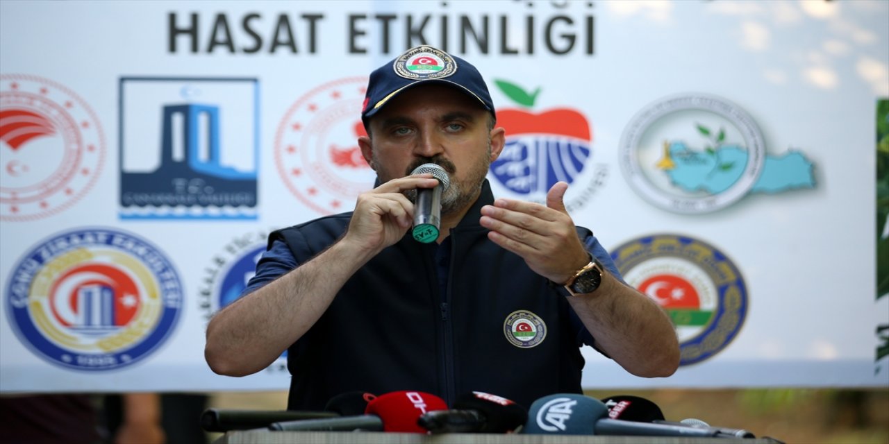 AK Parti'li Turan, AB coğrafi işaret tescilli Bayramiç beyazı hasadına katıldı