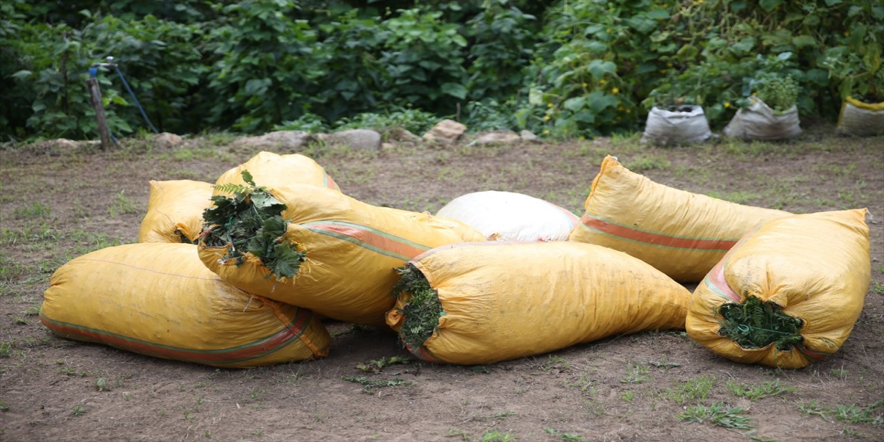 Ordu'da fındık hasadı erken başladı
