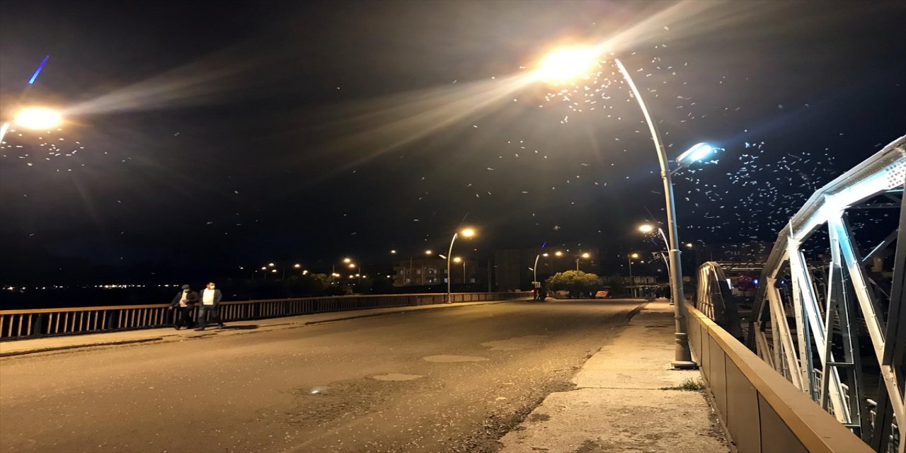 Ardahan'da "bir günlükler"in "ölüm uçuşu" başladı