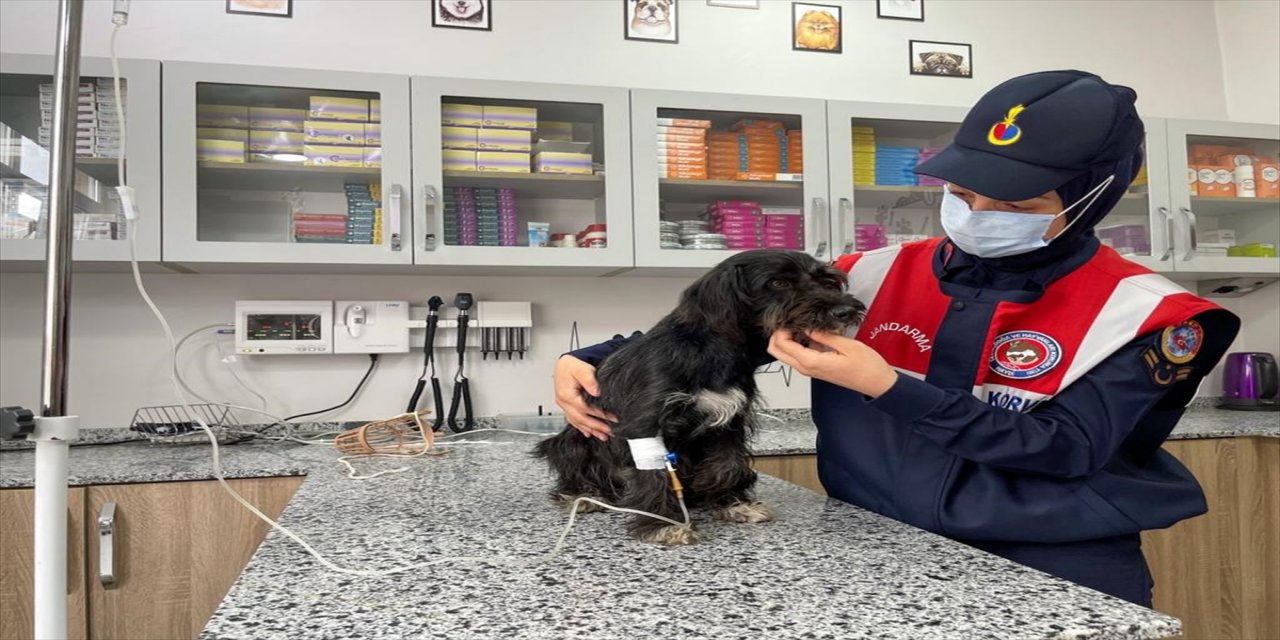 Ordu'da köpeği motosikletin arkasına bağlayıp eziyet eden kişi yakalandı